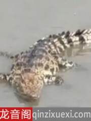 上海黄浦江畔的鳄鱼抓到了